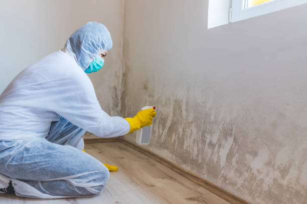 Licensed Mold Removal service in Bridgeport, TX - WQB Mold Removal